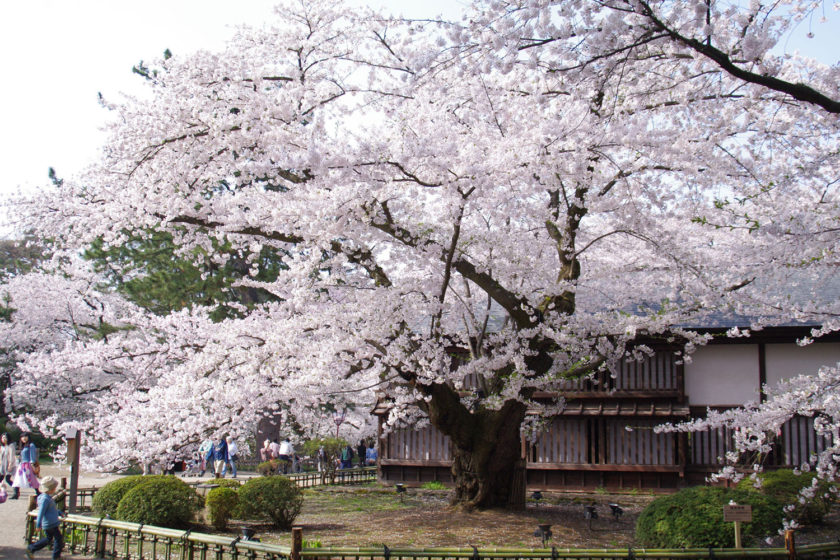 弘前公園 最長寿のソメイヨシノ 弘前さくらまつり